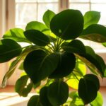 Care For a Fiddle Leaf Fig and Keep It Thriving