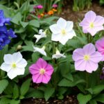 Grow and Care for Balloon Flowers